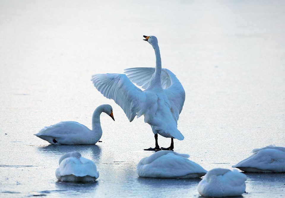 Singschwäne, Foto: Josef Vorholt