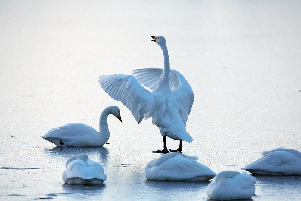 Singschwäne, Foto: Josef Vorholt