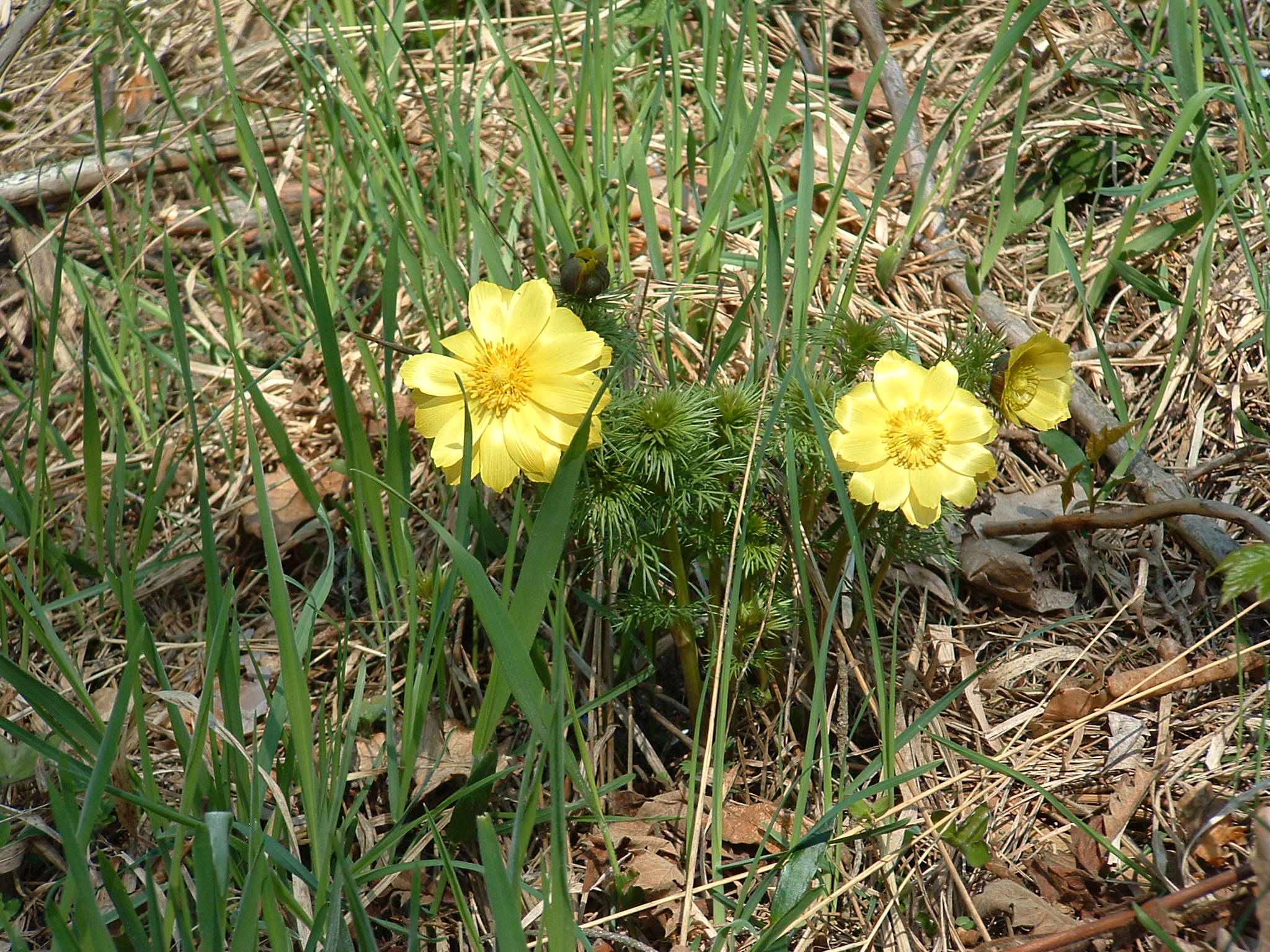 Frühlings-Adonisröschen (Adonis vernalis) Foto: U. Gründel