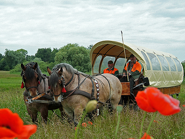 Charabanc Rides