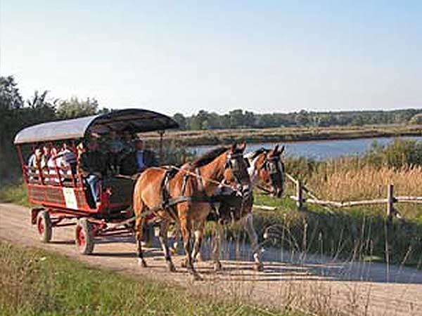 Charabanc Rides