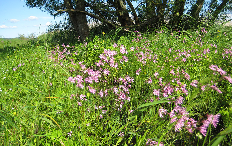 Blick in die Polder | Foto: Michael Voigt