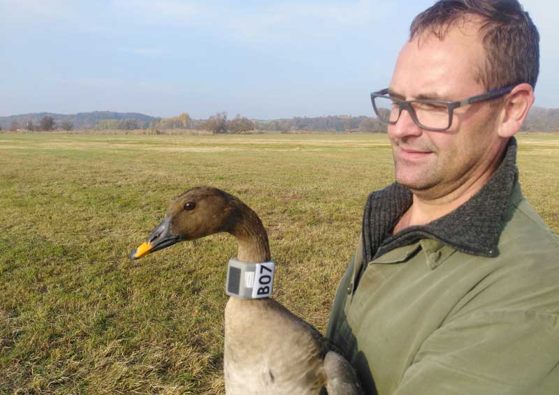 Gänsefänger Kees Polderdijk-mit Sendergans | Foto: Thomas Heinicke