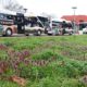 Vorstellung von Bussen im Nationalpark-Look in Criewen