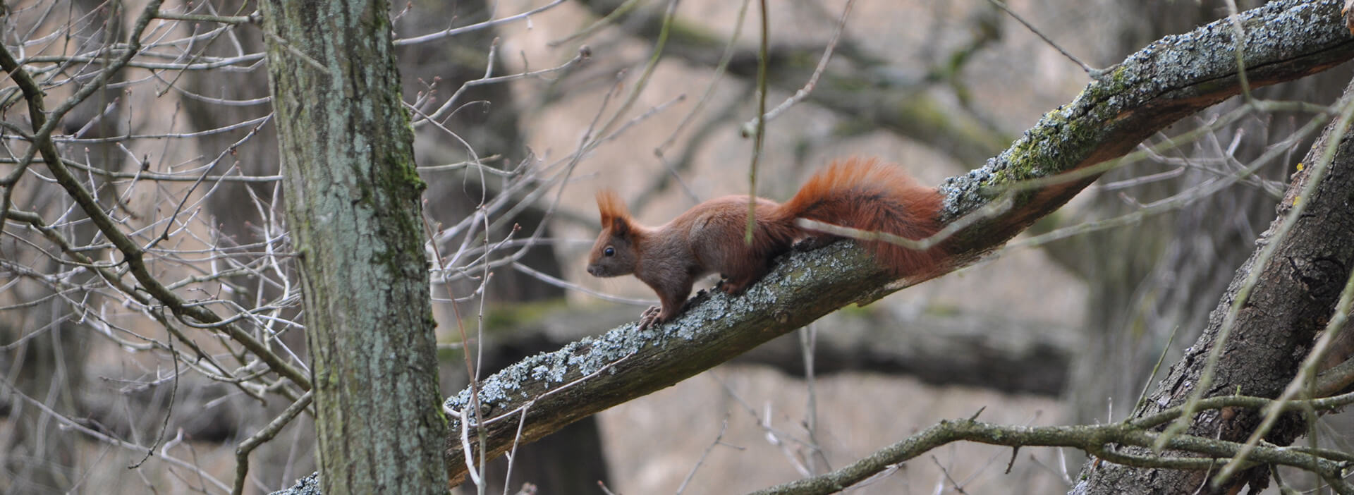Eichhörnchen Foto: M. Kreiling