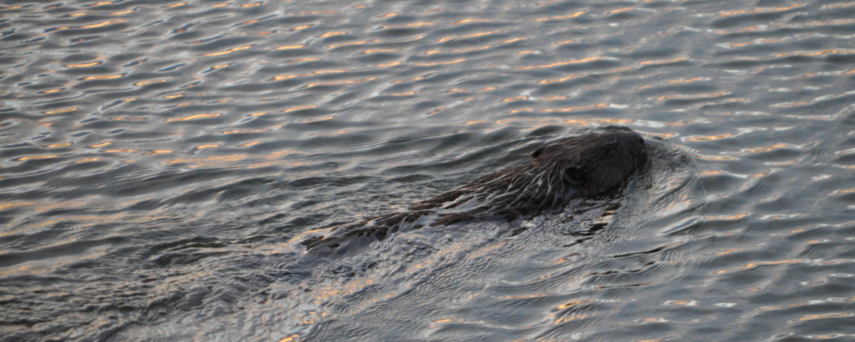 Biber, Oder, Aue, Wasser, Foto: Kreiling