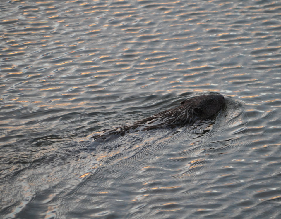 Biber, Oder, Aue, Wasser, Foto: Kreiling