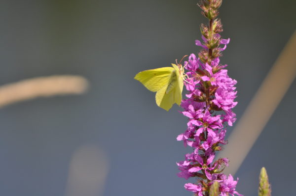 Polder 10, Zitronenfalter, Pflanze, Blume, Foto M Kreiling