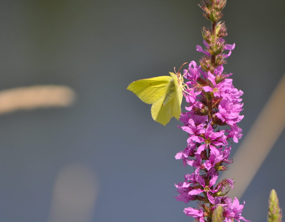 Polder 10, Zitronenfalter, Pflanze, Blume, Foto M Kreiling