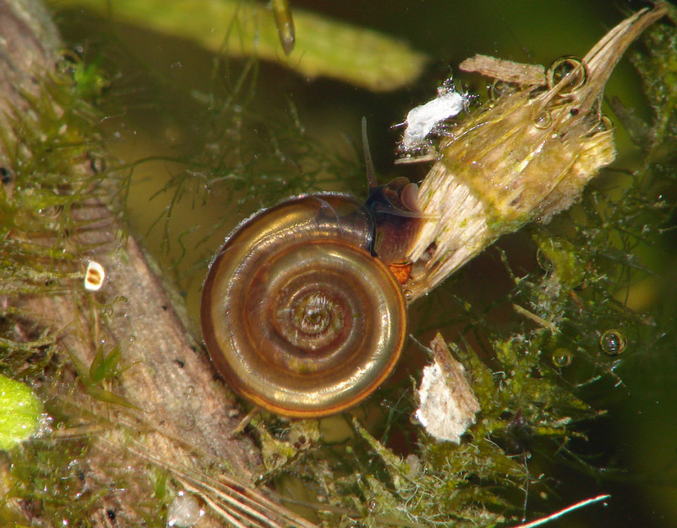 Mollusken, Minischnecken, Artenvielfalt, Foto: Ira Richling