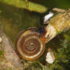 Mollusken, Minischnecken, Artenvielfalt, Foto: Ira Richling