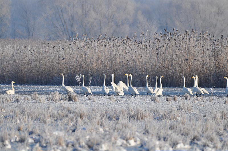 Singschwantage vom 3. bis 5. Februar 2023 im Nationalpark Unteres Odertal