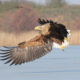 Seeadler, Vogel, Fliegen, Jagd, Oder
