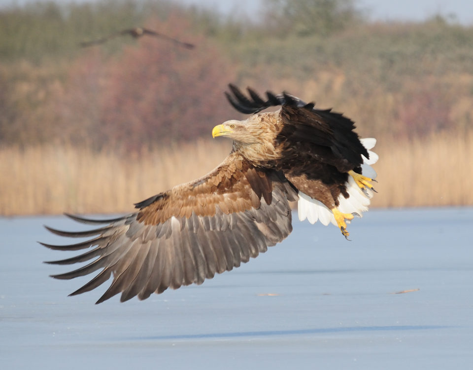 Seeadler, Vogel, Fliegen, Jagd, Oder