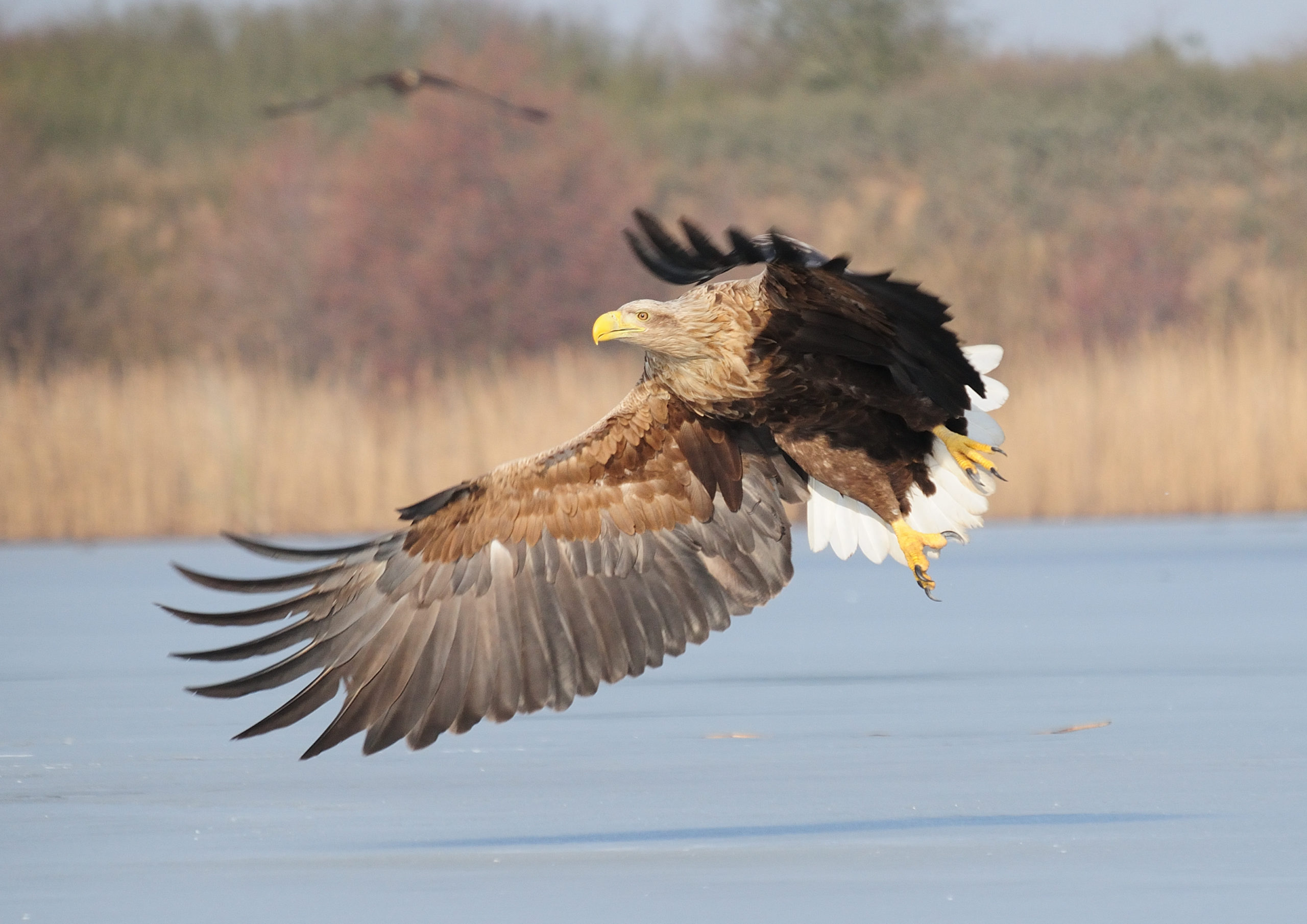 Seeadler, Vogel, Fliegen, Jagd, Oder