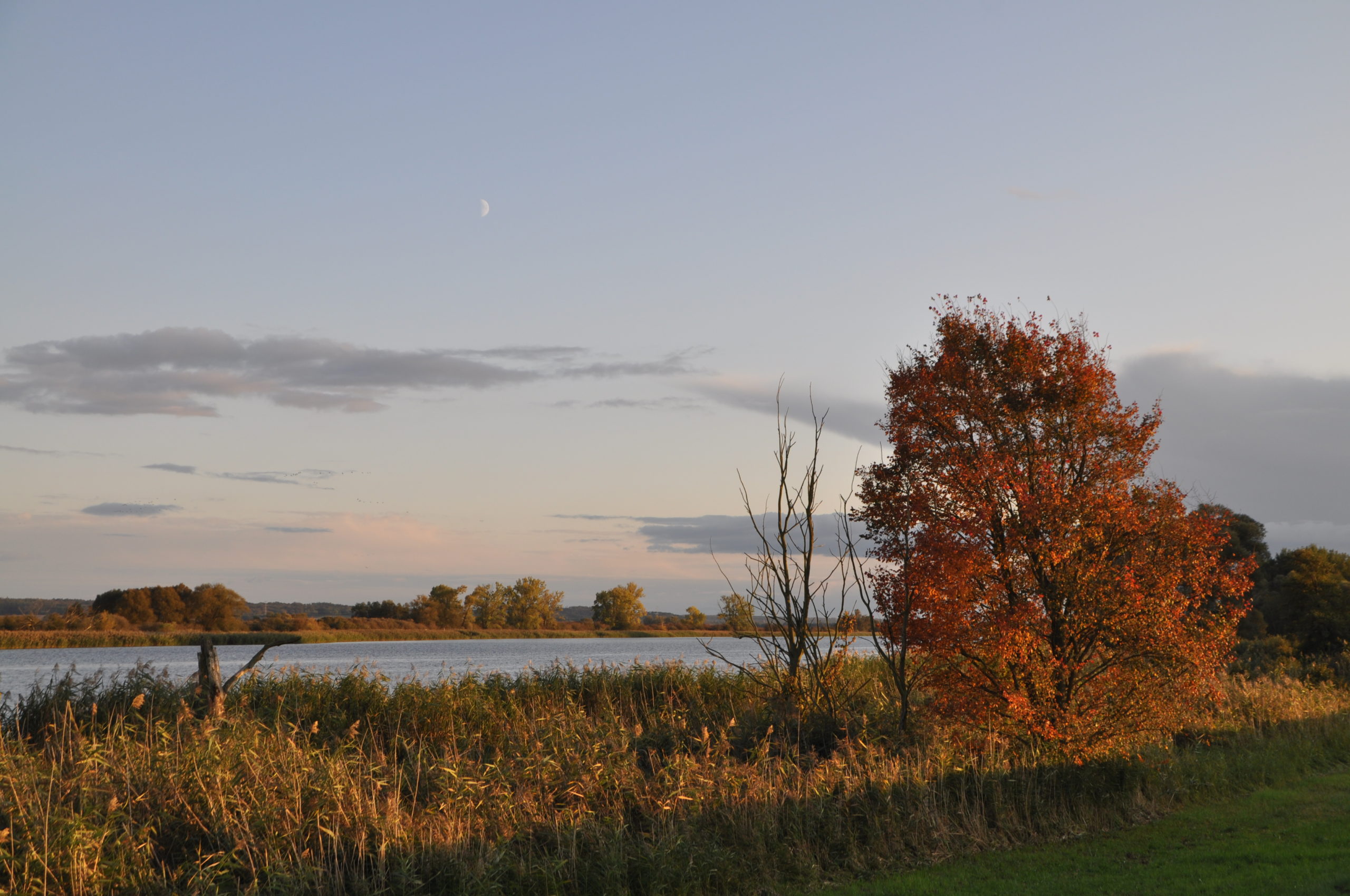 Polder, Deich, Oder, Wasser, Sonnenaufgang, Stimmungsbild, Weite