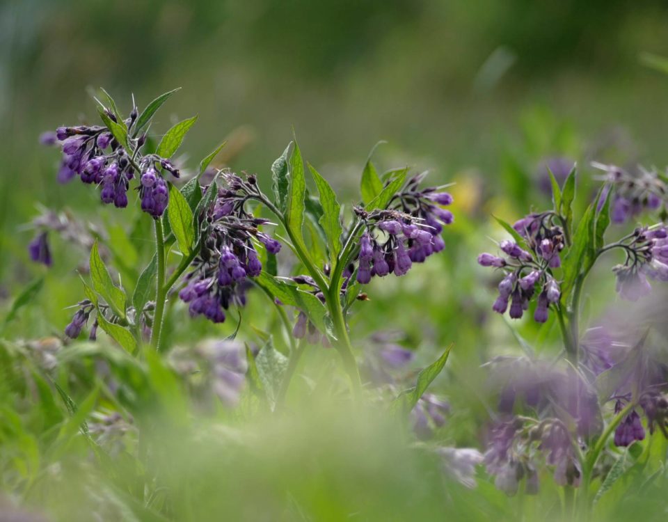 Gemeiner Beinwell, Pflanze, Blüher, Auenwiese, Frühling