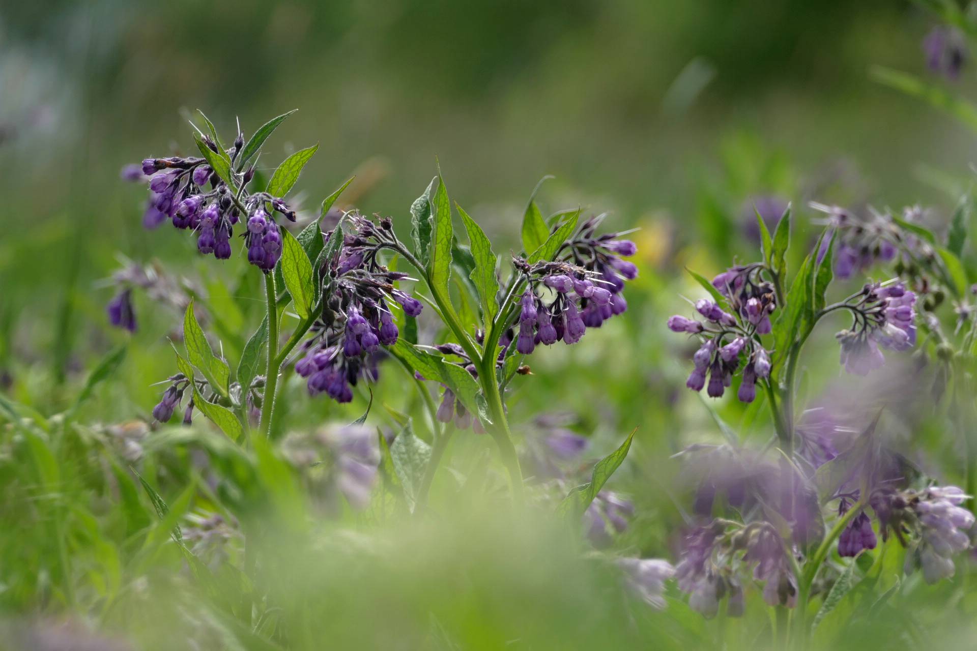 Gemeiner Beinwell, Pflanze, Blüher, Auenwiese, Frühling