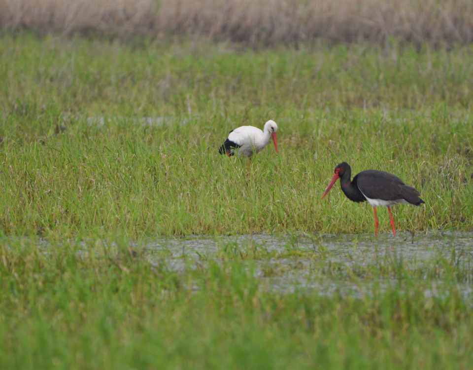 Storch, Weißstorch, Schwarzstorch, Aue, M.Kreiling