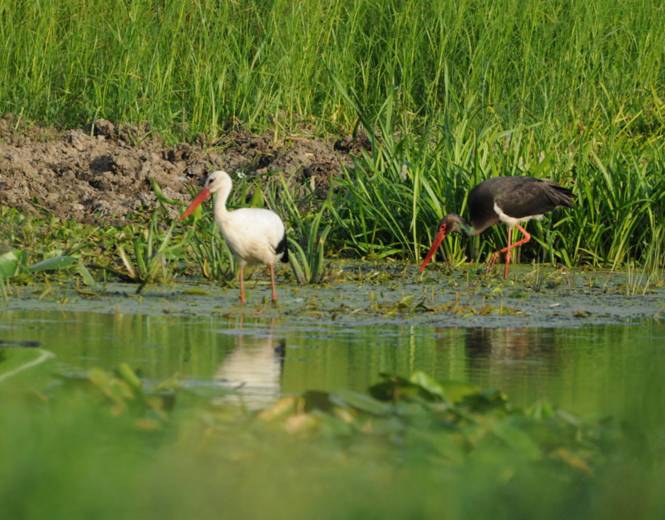 Storch, Schwarzstorch, Weißstorch, Polder