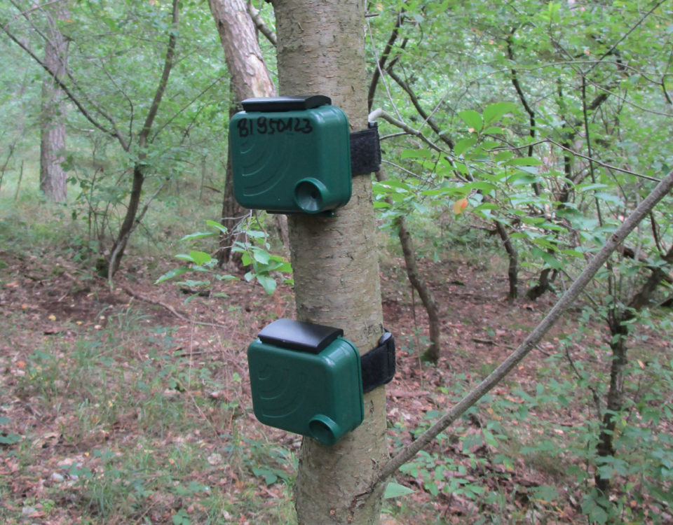 Projekt „KI-Nationalpark“ – Künstliche Intelligenz trifft wilde Natur