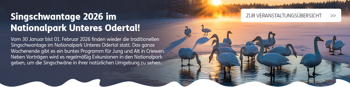 Alle Veranstaltungen und Programmpunkte der Kranichwoche 2025 im Nationalpark Unteres Odertal anzeigen